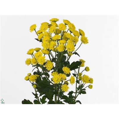 Chr T Stallion Yellow