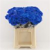 Chr T Verf Baltica Blue