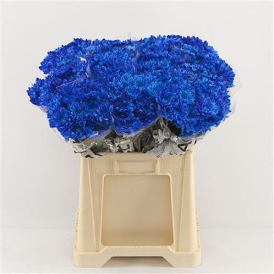 Chr T Verf Baltica Blue
