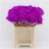 Chr T Verf Baltica Cerise