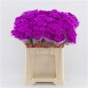 Chr T Verf Baltica Cerise