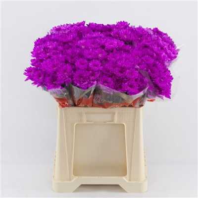 Chr T Verf Baltica Cerise
