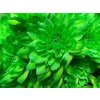 Chr T Verf Baltica Groen