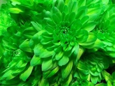 Chr T Verf Baltica Groen