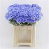 Chr T Verf Baltica Lilac
