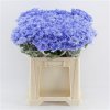 Chr T Verf Baltica Lilac