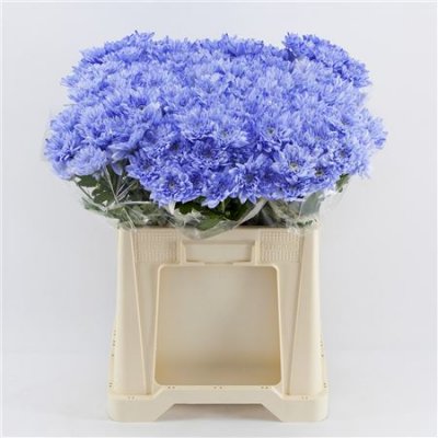 Chr T Verf Baltica Lilac