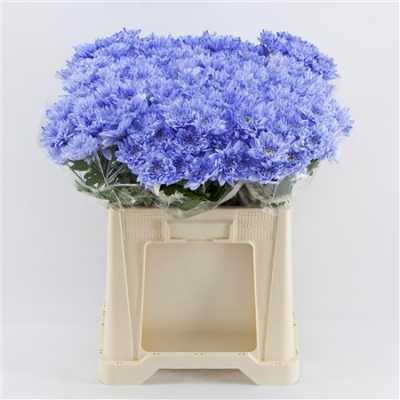 Chr T Verf Baltica Lilac
