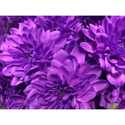 Chr T Verf Baltica Milka