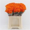 Chr T Verf Baltica Orange