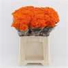 Chr T Verf Baltica Orange