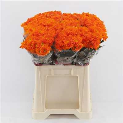 Chr T Verf Baltica Orange