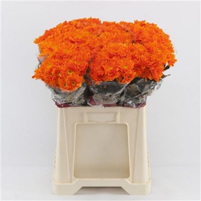 Chr T Verf Baltica Orange