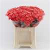 Chr T Verf Baltica Roze