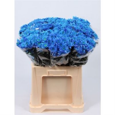 Chr T Verf Euro Blue Glt