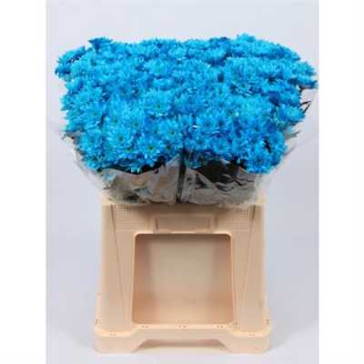 Chr T Verf Euro Blue Pale