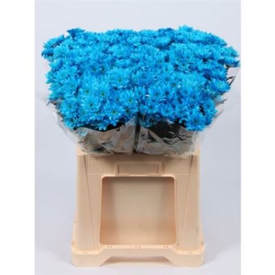 Chr T Verf Euro Blue Pale