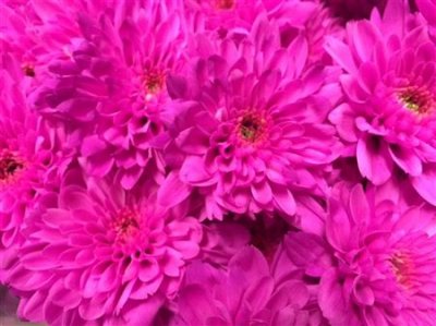 Chr T Verf Euro Cerise