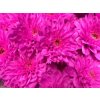 Chr T Verf Euro Cerise Glt