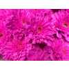 Chr T Verf Euro Cerise Glt