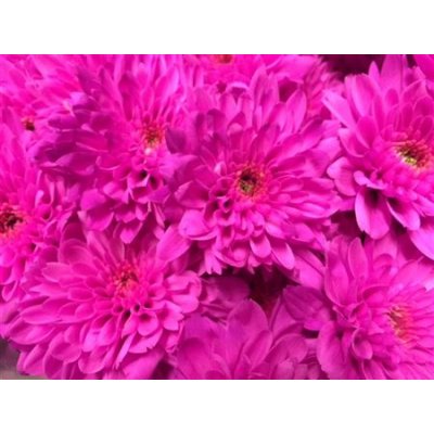 Chr T Verf Euro Cerise Glt
