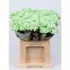 Chr T Verf Euro Green