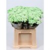 Chr T Verf Euro Green