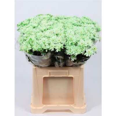 Chr T Verf Euro Green