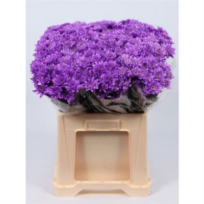 Chr T Verf Euro Milka Glt