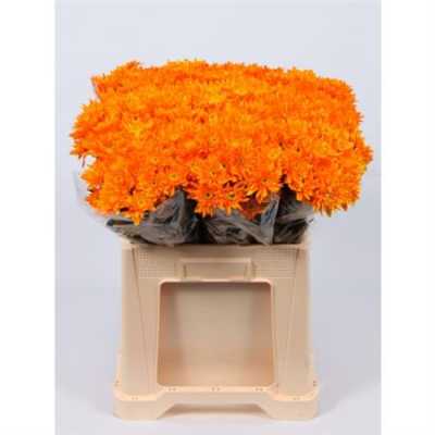 Chr T Verf Euro Orange Glt