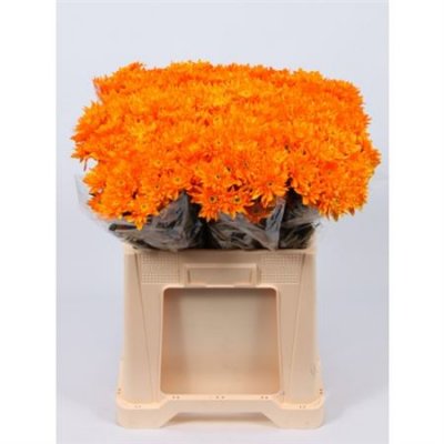 Chr T Verf Euro Orange Glt