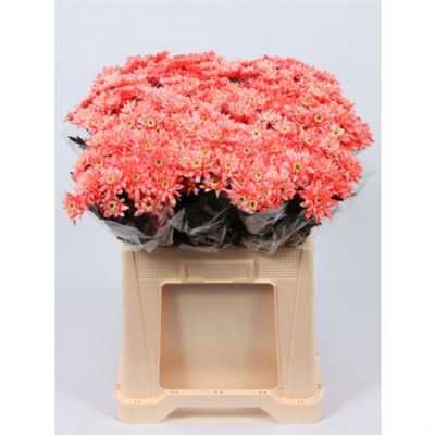 Chr T Verf Euro Pink