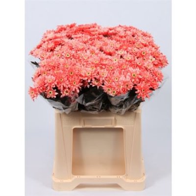 Chr T Verf Euro Pink Glt