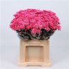 Chr T Verf Euro Red