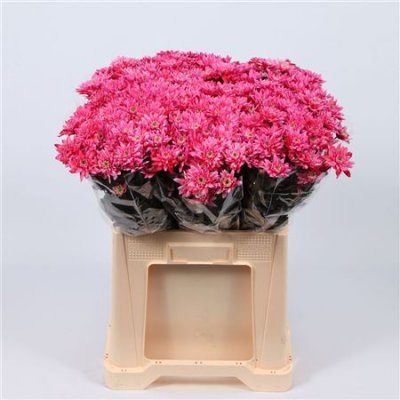 Chr T Verf Euro Red