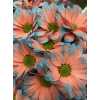 Chr T Verf Kennedy Bazooka Pink Light Blue