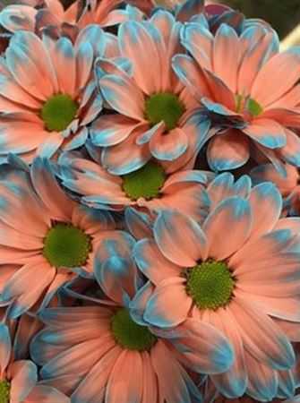 Chr T Verf Kennedy Bazooka Pink Light Blue