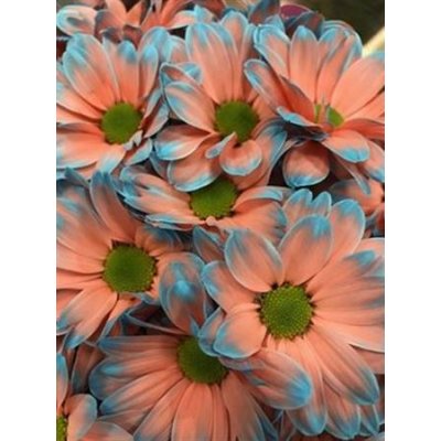 Chr T Verf Kennedy Bazooka Pink Light Blue