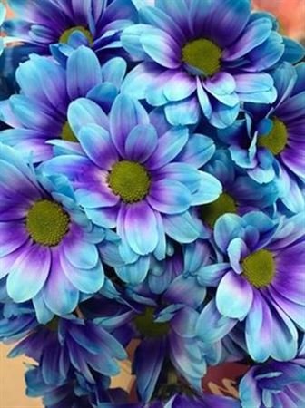 Chr T Verf Kennedy Blue Lagoon Blue Purple