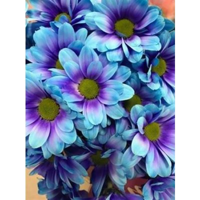 Chr T Verf Kennedy Blue Lagoon Blue Purple