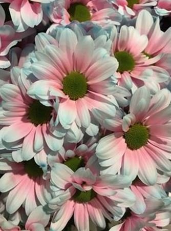 Chr T Verf Kennedy Bubbelgum Pink Blue