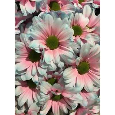 Chr T Verf Kennedy Bubbelgum Pink Blue