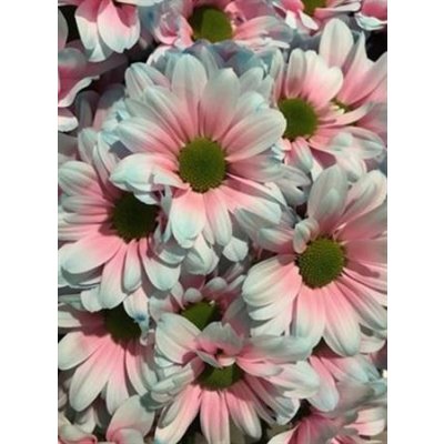 Chr T Verf Kennedy Bubbelgum Pink Blue