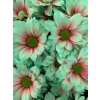 Chr T Verf Kennedy Bubblicious Pink Green