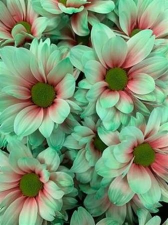 Chr T Verf Kennedy Bubblicious Pink Green