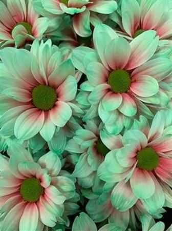 Chr T Verf Kennedy Bubblicious Pink Green