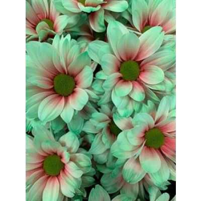 Chr T Verf Kennedy Bubblicious Pink Green