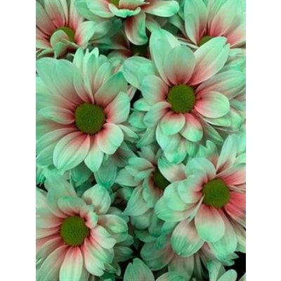 Chr T Verf Kennedy Bubblicious Pink Green