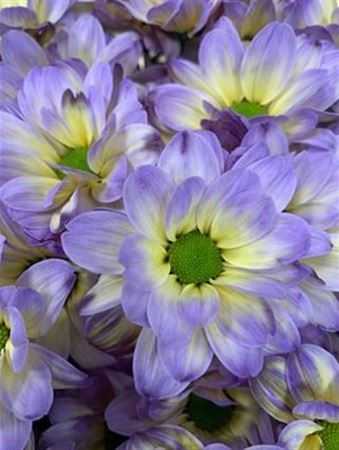 Chr T Verf Kennedy Butterfly Yellow Purple