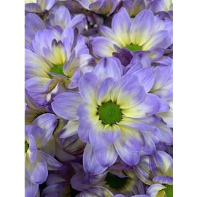 Chr T Verf Kennedy Butterfly Yellow Purple